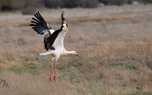 La recuperación de la cigüeña blanca se consolida en el Refugio de Montejo
