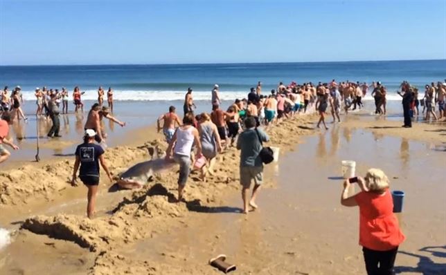 Los bañistas de una playa estadounidense salvan a un tiburón blanco (Vea el VIDEO)