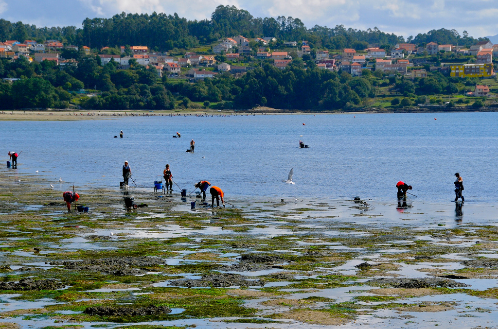 “El abono obtenido a partir de algas constituye un excelente recurso para los suelos gallegos”