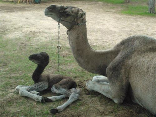 Hallan signos de MERS en dromedarios de Omán y bajos niveles de anticuerpos en camellos de Canarias