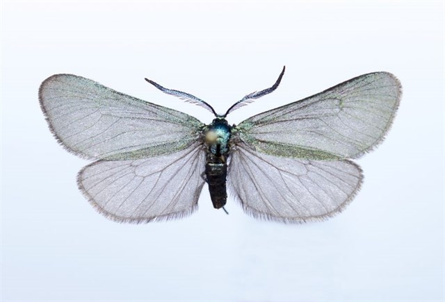 Investigadores de la UMU investigan los diferentes grupos de insectos que habitan los distintos ecosistemas peninsulares