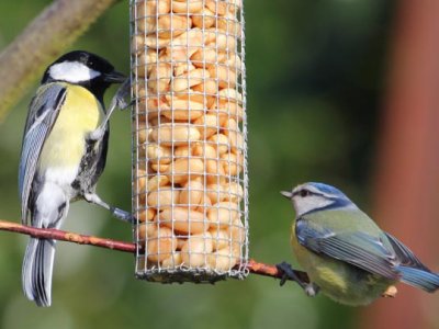 El proyecto Inguruko Hegaztiak utilizará alimentación ecológica