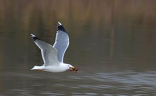 Las gaviotas portan bacterias resistentes a antibióticos