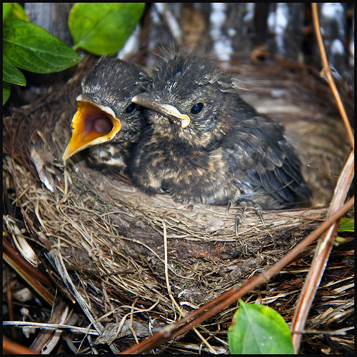Consejos útiles para el rescate de polluelos