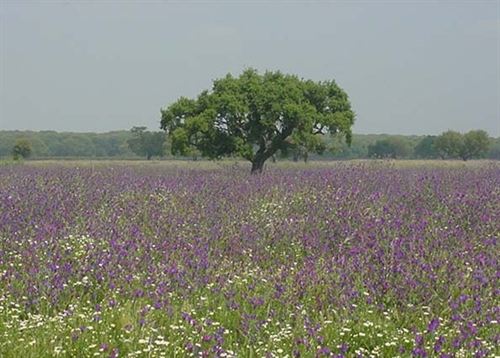 Andalucía arranca el Plan de calas del alcornocal