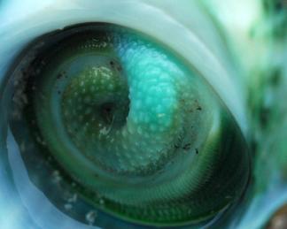 La saliva de caracol marino