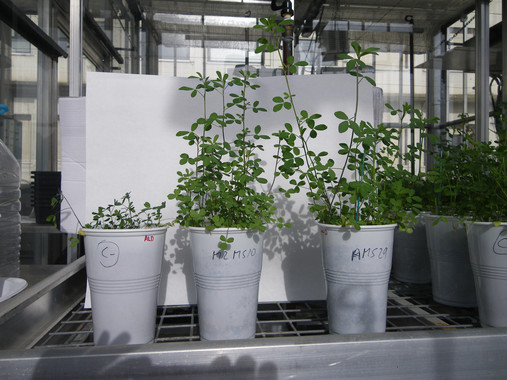 Unas bacterias ‘aliadas’ en la producción de alfalfa en suelos ácidos