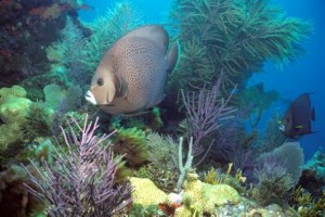 Investigadores monitorean amenazas a los arrecifes de coral del mar Caribe