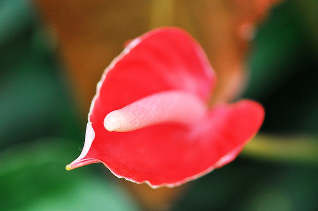 El toque tropical del anturio