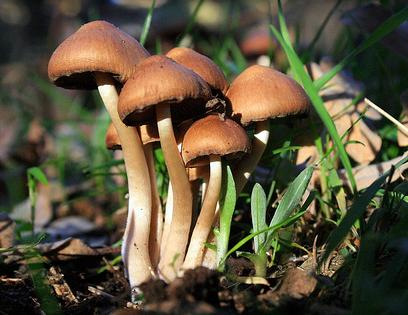 El encuentro internacional “Micosylva” debatirá en Pamplona sobre la gestión de montes productores de hongos