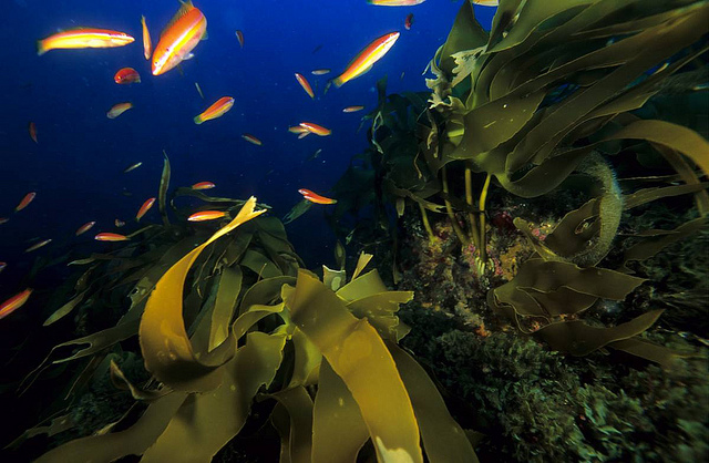 Ecologistas contra las prospecciones marinas en Cataluña