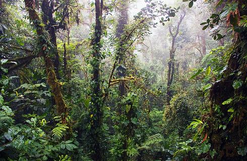 Bruselas plantea una mayor actuación europea para la protección de los bosques ante el cambio climático