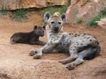 Nace una nueva cría de hiena en Bioparc Valencia
