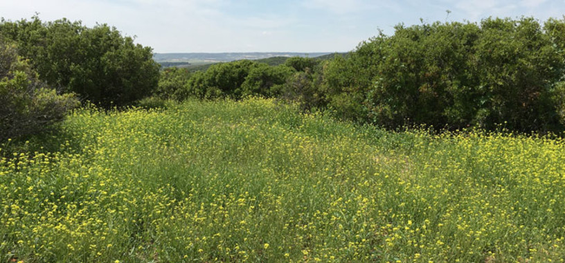 El aumento de nitrógeno por la contaminación podría acelerar la desertificación