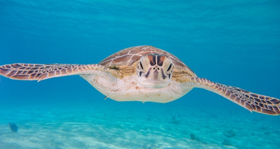 Ecuador lanza una campaña para combatir el tráfico de especies silvestres