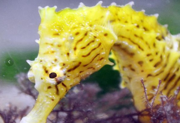 Los caballitos de mar son cazadores sigilosos gracias a la forma de su cabeza