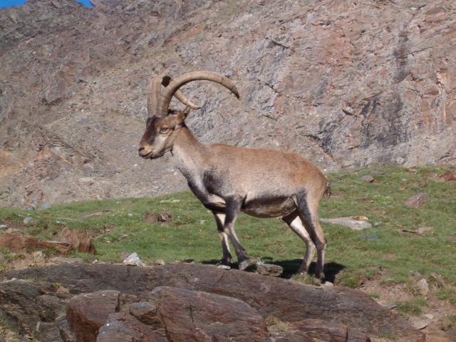 La población de cabra montés de Sierra Nevada se mantiene en valores estables de 17.500 ejemplares