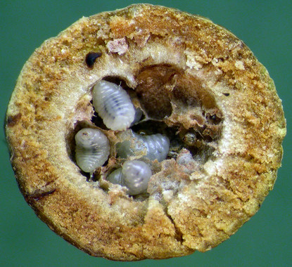 Novedades sobre las avispas de las agallas