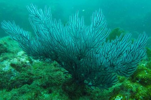El calentamiento global amenaza los jardines de gorgonias ecuatorianos