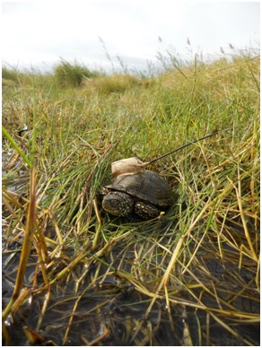 Reintroducción de la tortuga de estanque en la laguna de la Alfacada gracias al proyecto LIFE+DELTA-LAGOON