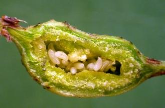 Descubren dos nuevas especies de himenópteros en la Comunidad de Madrid