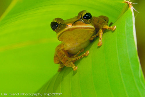 Semana clave para el debate sobre la meta post 2010 en biodiversidad