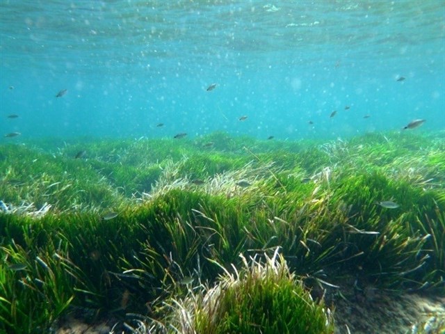 Ibiza implanta un sistema de recogida sostenible de la posidonia en las playas