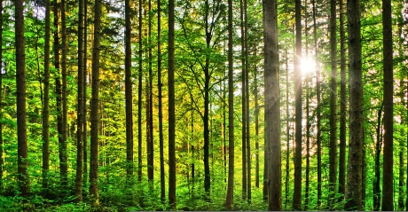 Galicia cuenta con 2.973 certificados de AENOR y es la primera en la cadena de custodia de productos forestales