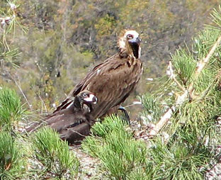 Cerca de 170.000 aves carroñeras fueron observadas durante 2009 en la ...