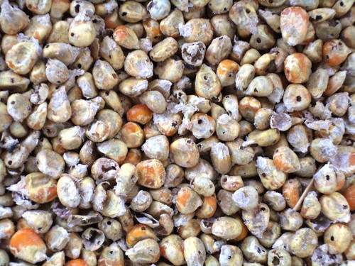 Plaguicidas naturales para combatir las plagas del maíz