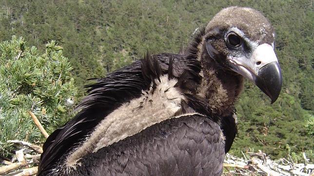 Sigue en directo por webcam la cría del buitre negro en el Parque Nacional de la Sierra de Guadarrama