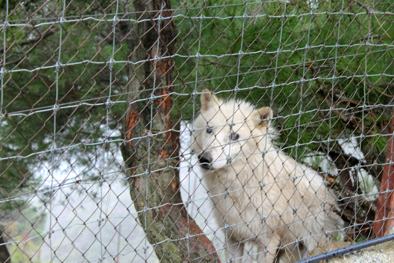 Zoo de Peña Escrita ‘cementerio’ de animales