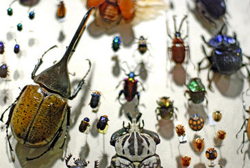 La mayoría de nuevas especies son descritas por taxónomos aficionados europeos