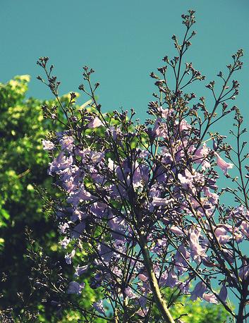 El Gobierno afgano plantará este año 25 millones de árboles en las zonas urbanas