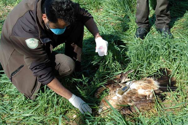 Se precisan medidas urgentes contra el uso de veneno en Extremadura