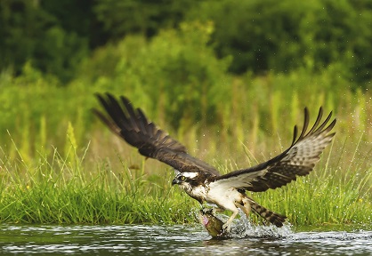 Iberdrola publica su informe de biodiversidad 2011-2013