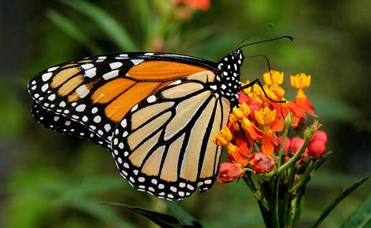 Llegan más mariposas monarca este año a bosques mexicanos