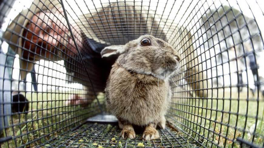 Cazadores piden al Gobierno medidas para impedir que llegue a España un virus liberado en Australia contra el conejo