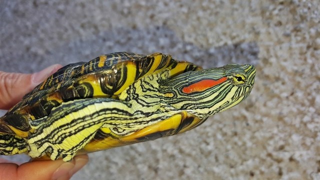 Santa Cruz de Tenerife cada día abandonan más tortugas en lugares públicos