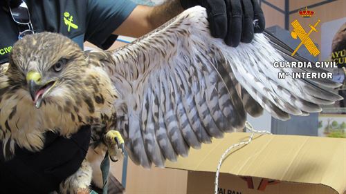 Arrestado por tener en cautividad en su establecimiento de El Casar de Escalona (Toledo) a tres aves rapaces protegidas