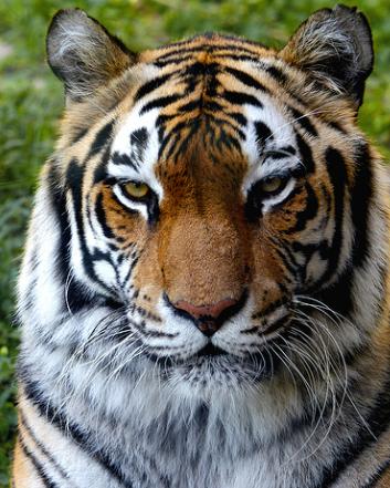 Los felinos adaptan con rapidez su camuflaje