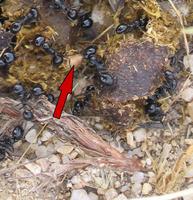 El 35% de las semillas dispersadas en los excrementos son depredadas por hormigas