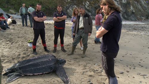Una tortuga de 200 kilos fallece en la playa de Oleiros (Cudillero)