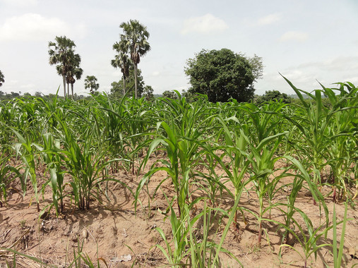 Los cultivos actuales del África subsahariana no podrán afrontar el aumento de la población