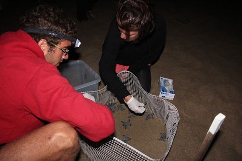 Nacen 402 tortugas en Fuerteventura tras la eclosión de 7 nidos trasladados a la isla desde Cabo Verde