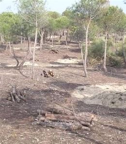 La Rioja invertirá más de medio millón de euros en tratamientos selvícolas