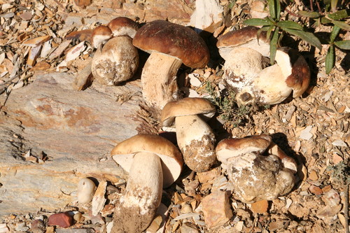 Innovador método pionero que potencia la producción de Boletus en una especie de matorral mediterráneo