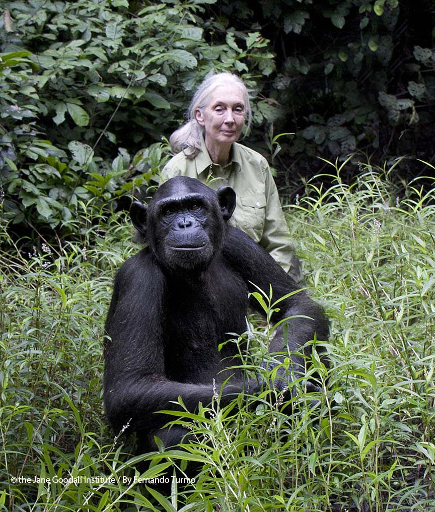 La Dra. Jane Goodall cumple 80 años y lo celebra trabajando por un mundo más sostenible
