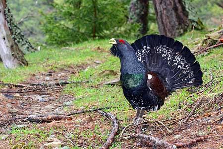 Salvando al urogallo