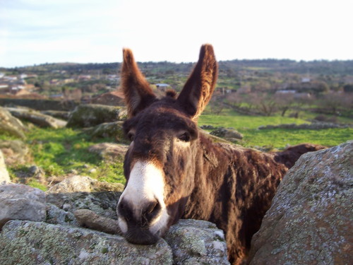 Comunidad de Madrid. El pastoreo con asnos se suma a la limpieza de montes para prevenir incendios